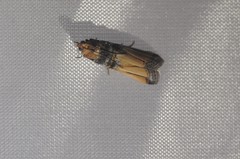 Dasypyga alternosquamella