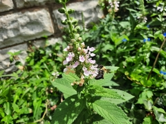 Bombus griseocollis