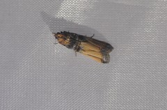 Dasypyga alternosquamella