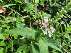Bombus griseocollis