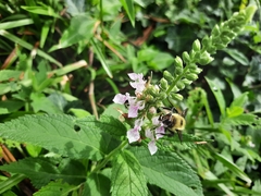 Bombus griseocollis