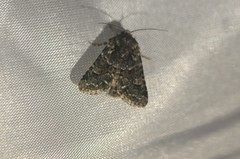 Platypolia contadina