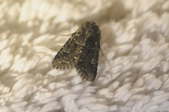 Platypolia contadina