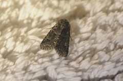 Platypolia contadina