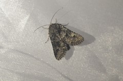 Platypolia contadina