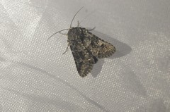 Platypolia contadina