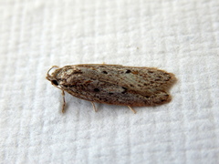 Acantholena siccella