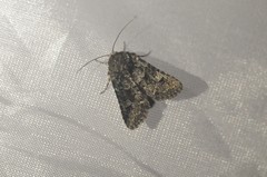 Platypolia contadina