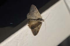 Digrammia muscariata