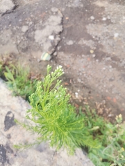Erigeron canadensis