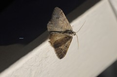 Digrammia muscariata