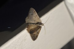 Digrammia muscariata