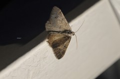 Digrammia muscariata