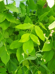Fraxinus pennsylvanica