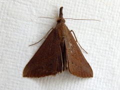 Hypena obacerralis