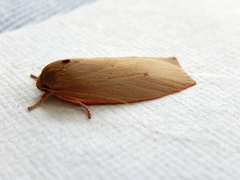 Euchaetis