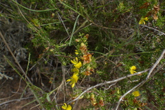 Aspalathus spinosa spinosa