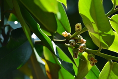 Diospyros blancoi