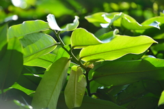 Diospyros blancoi
