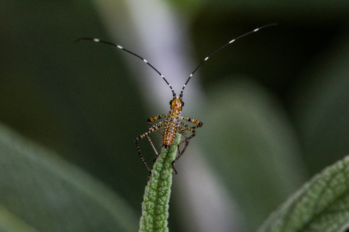 Mexican Bush Katydid photo 2