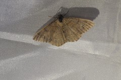 Digrammia muscariata