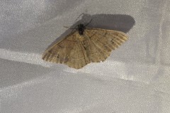 Digrammia muscariata