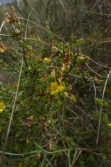 Aspalathus spinosa spinosa
