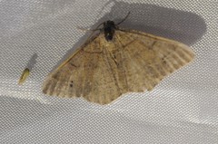 Digrammia muscariata