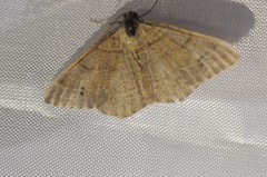 Digrammia muscariata