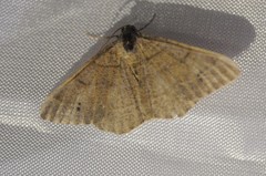 Digrammia muscariata