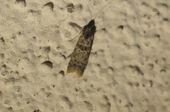 Ancylosis undulatella