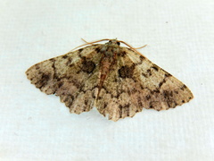 Aeolochroma hypochromaria