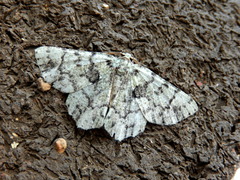 Aeolochroma hypochromaria