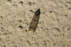 Ancylosis undulatella