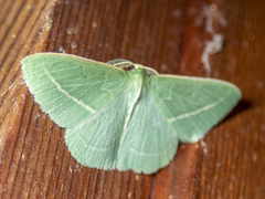 Chlorocoma stereota
