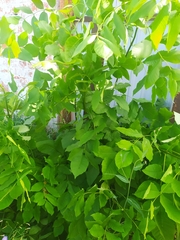 Fraxinus pennsylvanica