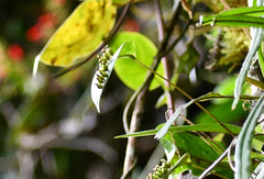 Pleurothallis truncata