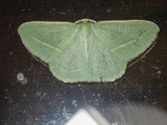 Chlorocoma stereota