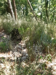 Dactylis glomerata lobata