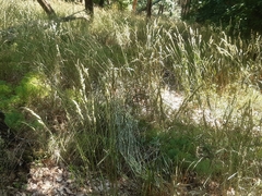 Dactylis glomerata lobata