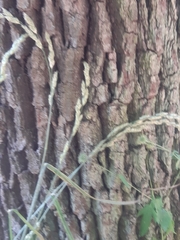 Dactylis glomerata lobata