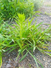 Erigeron canadensis