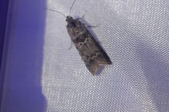 Ancylosis undulatella