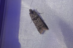 Ancylosis undulatella