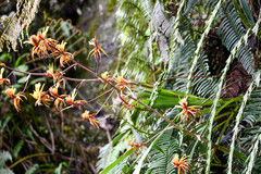 Pitcairnia dendroidea