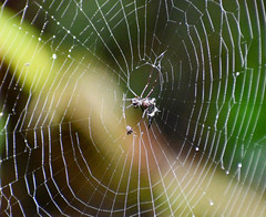 Micrathena raimondi