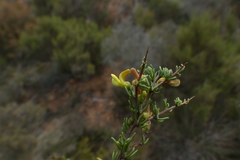 Aspalathus spinosa spinosa