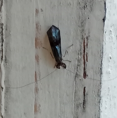 Mystacides azureus