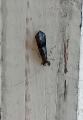 Mystacides azureus