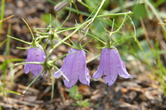 Campanula carnica